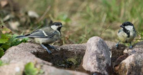 Two great tits Stock Photos