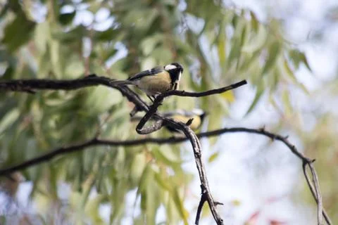 Two Great Tits sitting on a tree branch Stock Photos