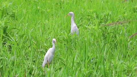 Two great white egrets or white heron feeding and roaming in shallow waters o Stock Footage 212123576