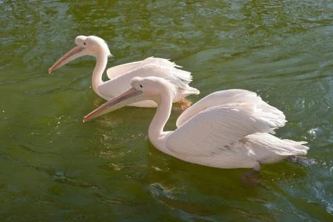 Two great white pelicans Foto stock