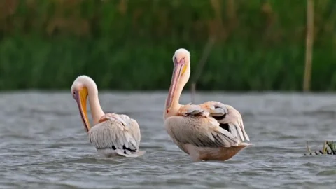 Two great white pelicans standing in water Vídeos de archivo 334353071