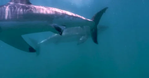 Two Great White Shark (Carcharodon carcharias) swim past each other Stock Footage 165493623