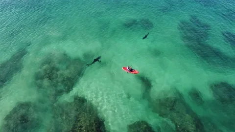 Two Great White Shark(s) circle human on kayak Stock Footage 235663819