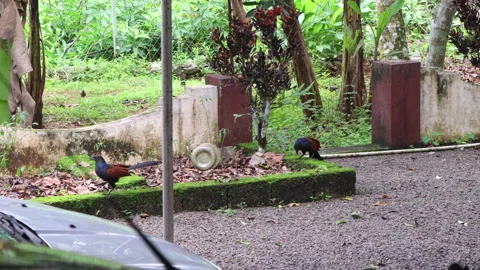 Two Greater Coucal birds (Centropus sinensis) roaming in the backyard. Stock Footage 277674137