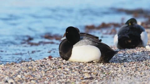 Two Greater Scaup Ducks Resting By A Calm Blue Lake Stock Footage 335928366
