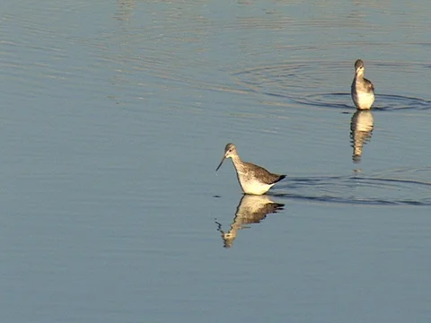 Two Greater Yellowlegs Wading &amp; Foraging for Food Stock Footage 124242718