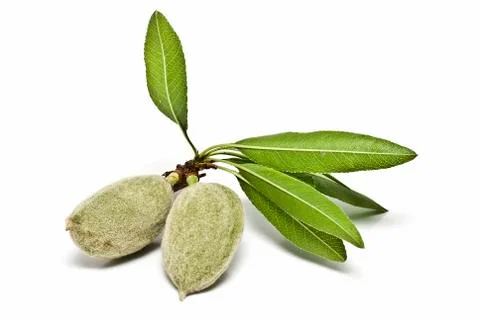 Two green almonds. Stock Photos