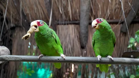 Two green Amazon parrots eating peanut while perched on branch in tropical Stock Footage 331742000