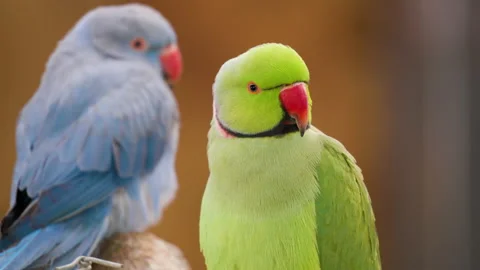 Two Green and Blue Rose-ringed parakeet (Psittacula krameri) birds perched Video stock 224226096