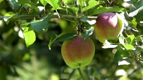 Two green and red apples hanging from a branch of an apple tree. Growing apples Stock Footage 79496184