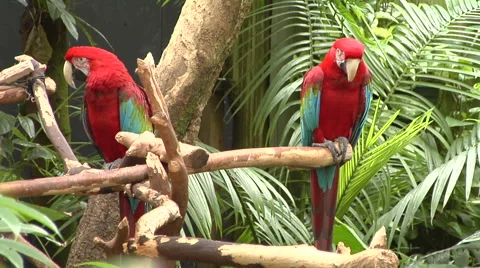 Two Green and Red Parrots.  Woman brings them food Stock Footage 49963473