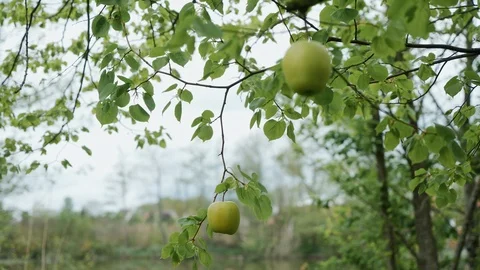 Two green apple hang on the brunch at summer garden, close-up 库存影片 115909917