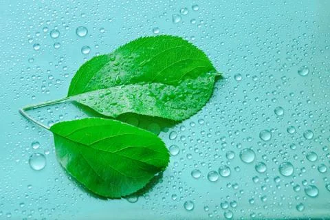 Two green Apple leaf on a blue background close-up. water drop. for design 스톡 사진