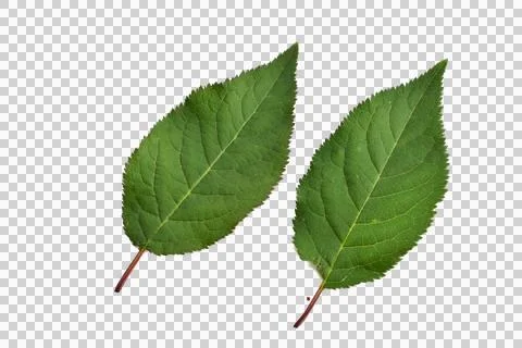 Two green apple tree leaves. Stock Photos