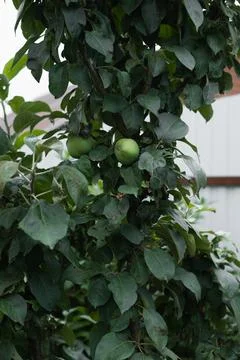 Two green apples hang from a tree branch in a garden. The tree is full of leaves Stock Photos