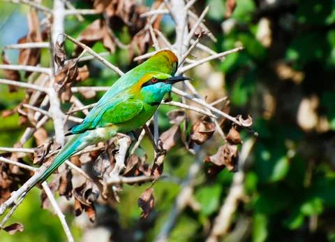 Two Green Bee-eater birds Foto stock