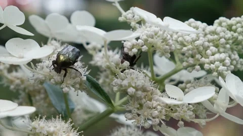 Two green beetles on hydrangea flowers Stock Footage 157920613