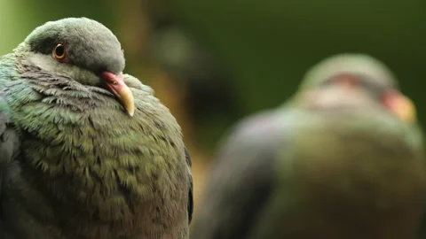  two green bird heads looking around. Stock Footage 238933042