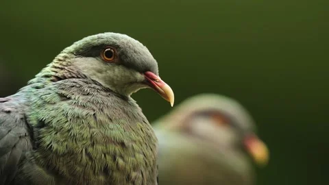 Two green birds Stock Footage 238886765