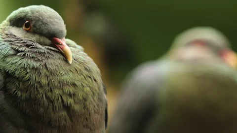  two green birds  Stock Footage 238987922
