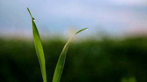 Two green blade of grass early in the morning with dewdrops Stock Footage 132796022