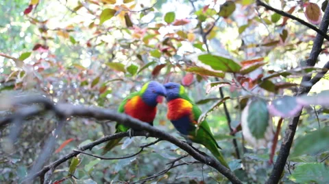 Two green body, blue head and yellow neck small parrots sitting on the tree Stock Footage 60003358