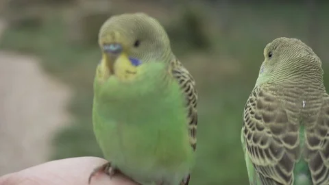 Two green budgerigar parrots standing on a lady's hand, very close shot Video stock 115687412