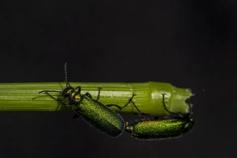Two green bugs are on a leaf Stock-Fotos