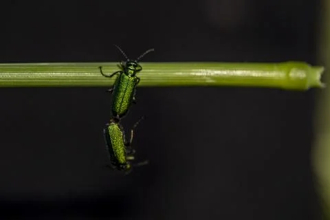 Two green bugs are on a leaf 스톡 사진