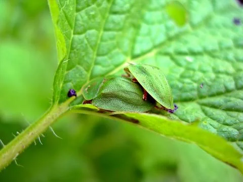 Two green bugs Stock Photos