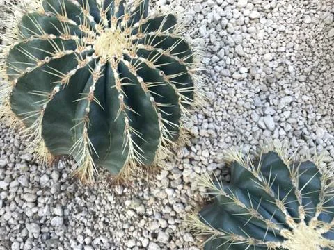 Two green cactus plants which is named "echinocactus grusonii" Stock Photos