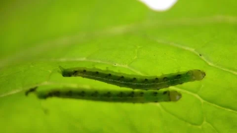 Two Green Caterpillars Stock Footage 140496163