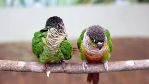 Two green-cheeked parakeets perched on a wooden branch preening their feathers 動画素材 320946922