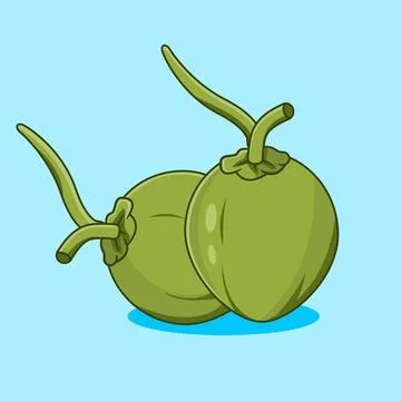 Two green coconuts with stems vector Illustration Cartoon Design Stock Illustration
