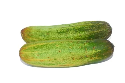 Two green colored fresh medium size cucumber isolated in a white background Stock Photos