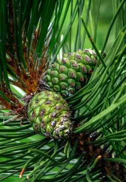 Two green cones on the fir branch. Stock Photos