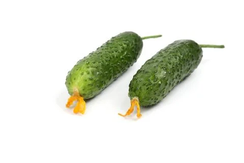 Two green cucumber on white background Stock Photos