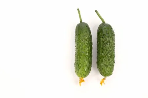 Two green cucumber on white background Stock Photos