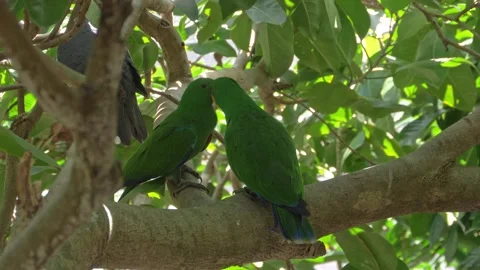 Two Green Eclectus Parrots Sitting On A Tree In The Forest In Queensland. Stock Footage 229767735