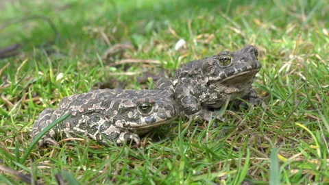 Two green frogs Stock Footage 240472575