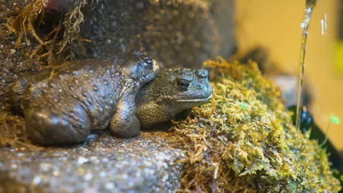 Two Green Frogs in nature 動画素材 97224659
