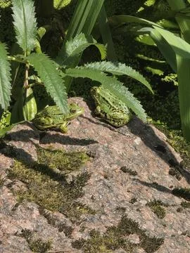 Two Green Frogs Sunbathing on Mossy Rock Near Pond 스톡 사진