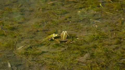 Two green frogs in the water Stock Footage 76450246