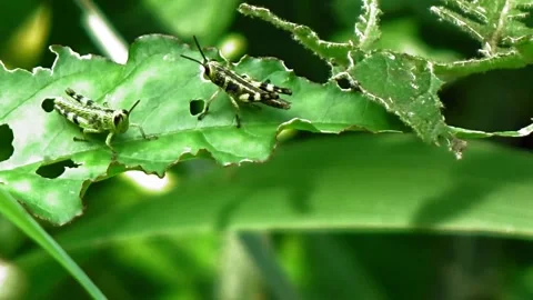 Two green grasshoppers perched on a leaf Stock Footage 304471249