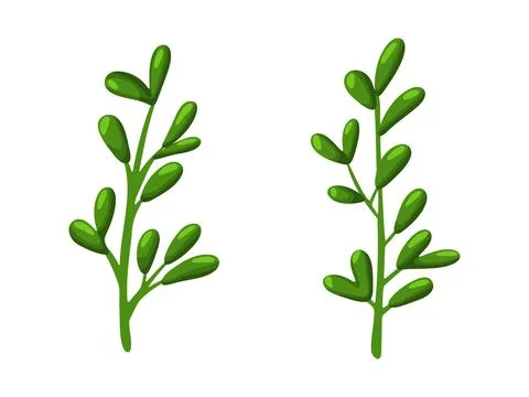 Two Green Herb Branches with Oval Leaves Illustration イラスト素材