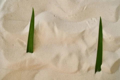 Two green iris leaf lies on the hot sand of the desert Stock Photos