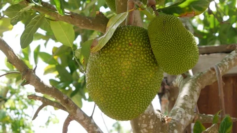 Two green jackfruits hang on a tree branch in a tropical garden with lush green Stock Footage 342515613