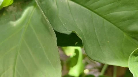 Two green leaf with a hole in it Stock Photos
