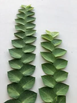 Two Green Leaf Stems for Botanical Comparison Concept Stock Photos