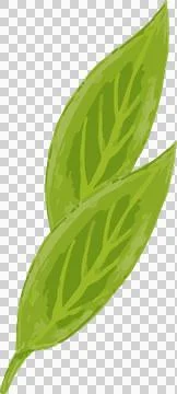 Two green leaves are overlapping in flat style, with vein pattern on transparent Stock Illustration